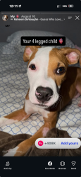 Lost Male Dog last seen Dorset road, Laurel, MD 20707