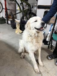Reunited Male Dog last seen Old Naches road and highway 12, Naches, WA 98937