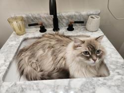 Reunited Male Cat last seen Hosea L Williams Kirkwood, Atlanta, GA 30317