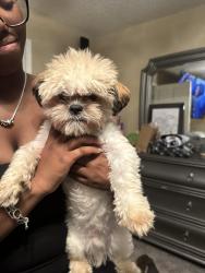 Lost Male Dog last seen Landford drive, Macon, GA 31213