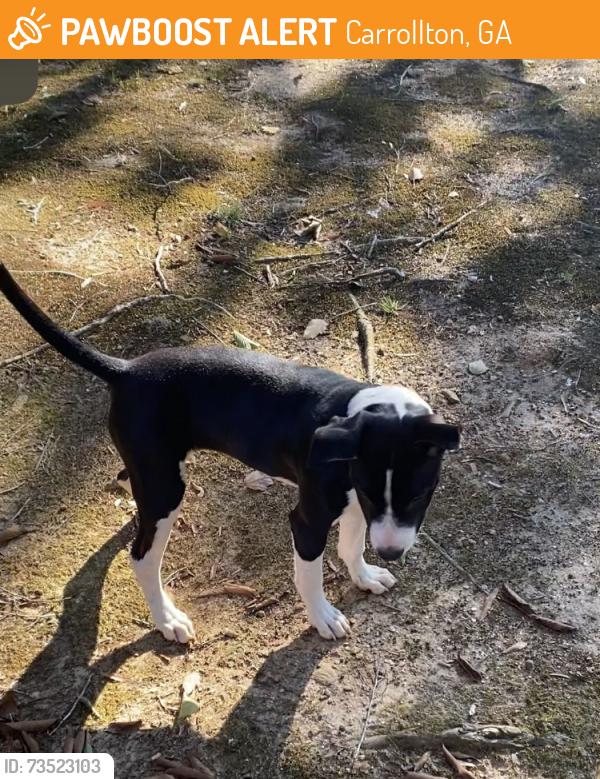 Found/Stray Female Dog last seen Near Lovvorn rd, near the UWG North entrance, Carrollton, GA 30117