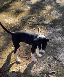 Found/Stray Female Dog last seen Near Lovvorn rd, near the UWG North entrance, Carrollton, GA 30117
