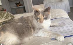 Reunited Female Cat last seen Stagsleap and chilson, Colorado Springs, CO 80904