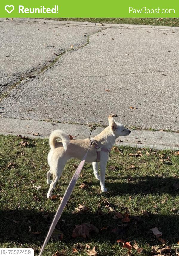Reunited Female Dog last seen Fountainbridge Dr & Pembrook St, Caledon, ON L7E 1N7