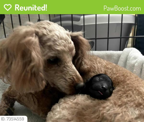Reunited Female Dog last seen Sw marion oaks, Ocala, FL 34473
