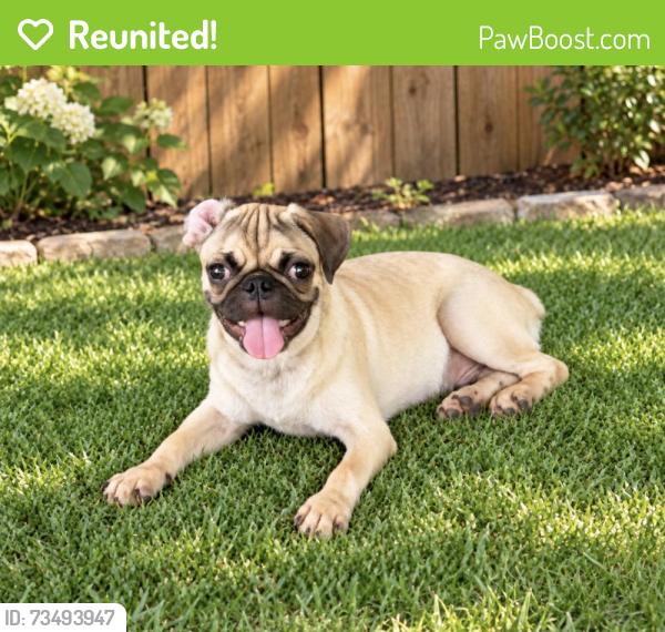 Reunited Male Dog last seen Six st and E Adoue St, Baytown, TX 77520