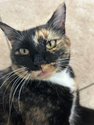 Lost Female Cat last seen La Mesa, La Mesa, CA 91942