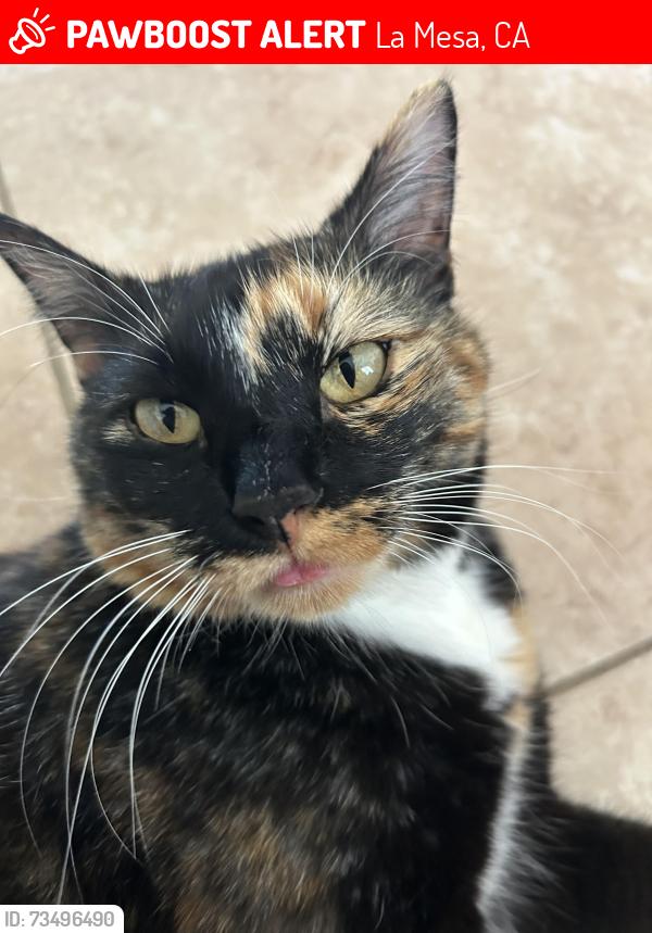 Lost Female Cat last seen La Mesa, La Mesa, CA 91942