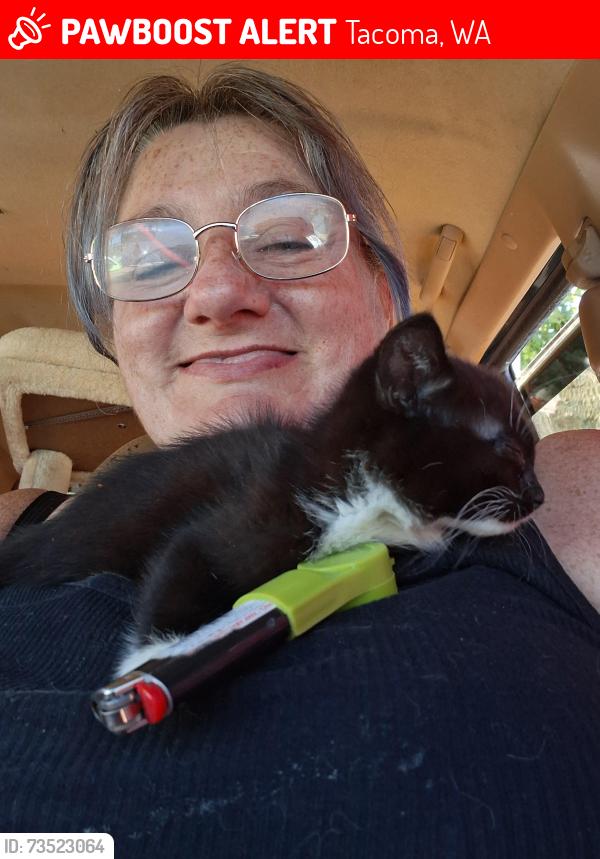 Lost Female Cat last seen Near south G st. Apt. 303, Tacoma, WA 98408