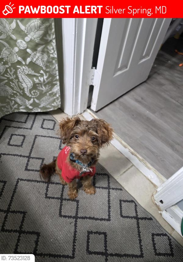 Lost Male Dog last seen Jeffrey/atherton, Silver Spring, MD 20906