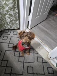 Lost Male Dog last seen Jeffrey/atherton, Silver Spring, MD 20906