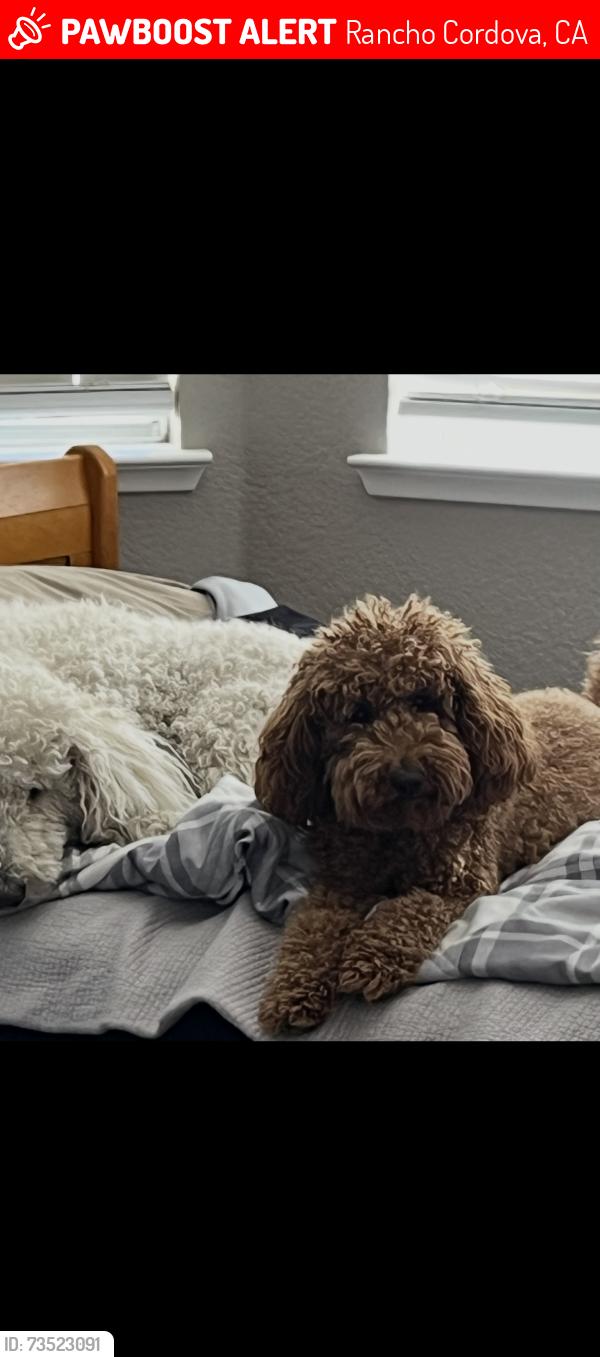 Lost Female Dog last seen Douglas Blvd, White Rock, Rancho Cordova, CA 95742