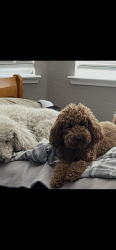 Lost Female Dog last seen Douglas Blvd, White Rock, Rancho Cordova, CA 95742