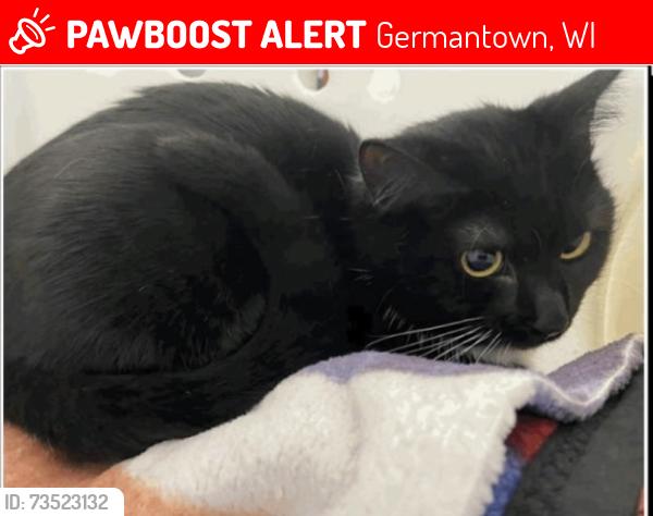 Lost Female Cat last seen Sylvan cir, Germantown, WI 53022