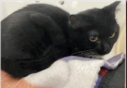 Lost Female Cat last seen Sylvan cir, Germantown, WI 53022