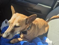 Reunited Male Dog last seen Cerise Way & Mauve Lane, Kyle, TX 78640