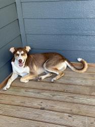 Found/Stray Female Dog last seen Calaveras and W Huisache Ave near Coolcrest Mini Golf, San Antonio, TX 78201