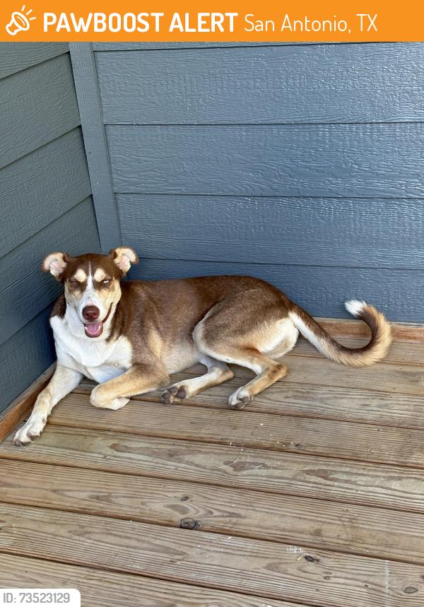 Found/Stray Female Dog last seen Calaveras and W Huisache Ave near Coolcrest Mini Golf, San Antonio, TX 78201