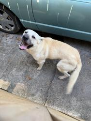 Found/Stray Male Dog last seen Rockmead and Kingwood place, Houston, TX 77339