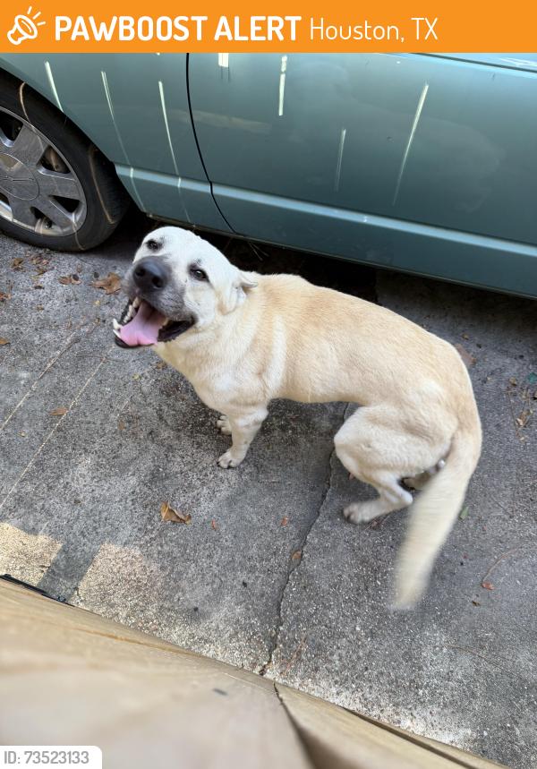 Found/Stray Male Dog last seen Rockmead and Kingwood place, Houston, TX 77339