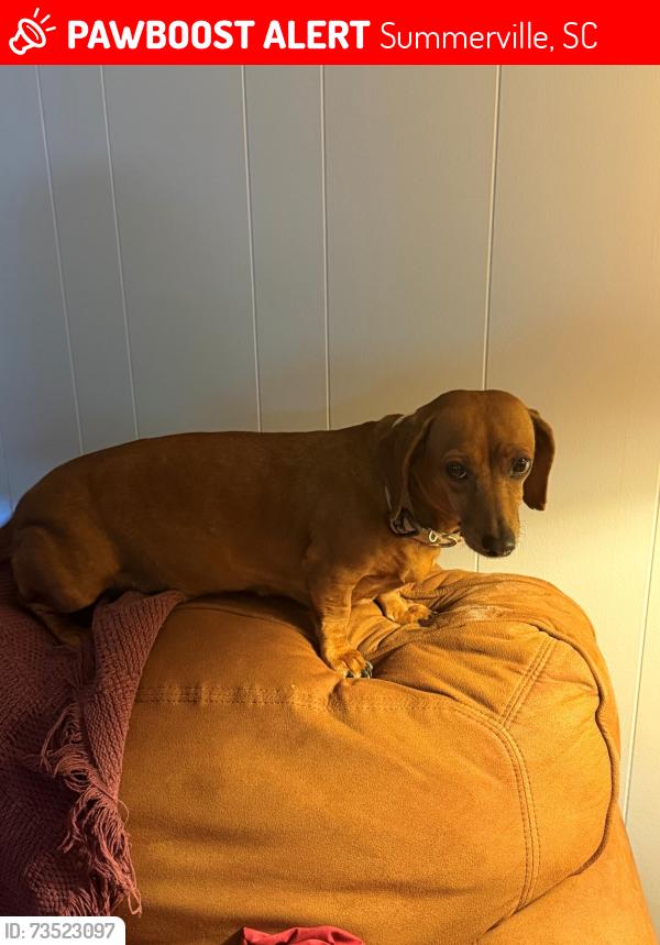 Lost Female Dog last seen Near Lawndale Drive, Summerville, SC 29483
