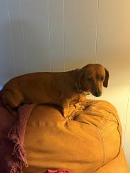 Lost Female Dog last seen Near Lawndale Drive, Summerville, SC 29483