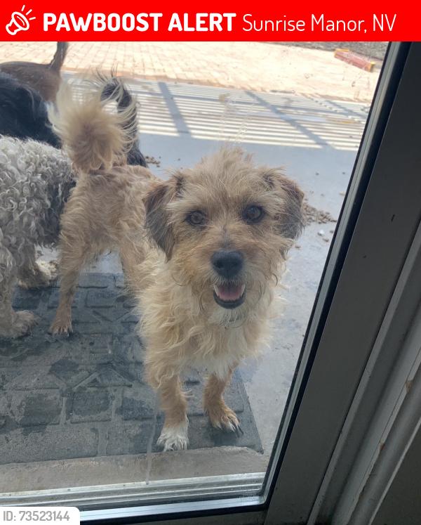 Lost Female Dog last seen Hollywood, Sunrise Manor, NV 89110