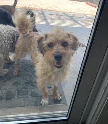 Lost Female Dog last seen Hollywood, Sunrise Manor, NV 89110