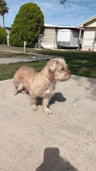 Found/Stray Female Dog last seen Hall Acres and Cage., Pharr, TX 78577