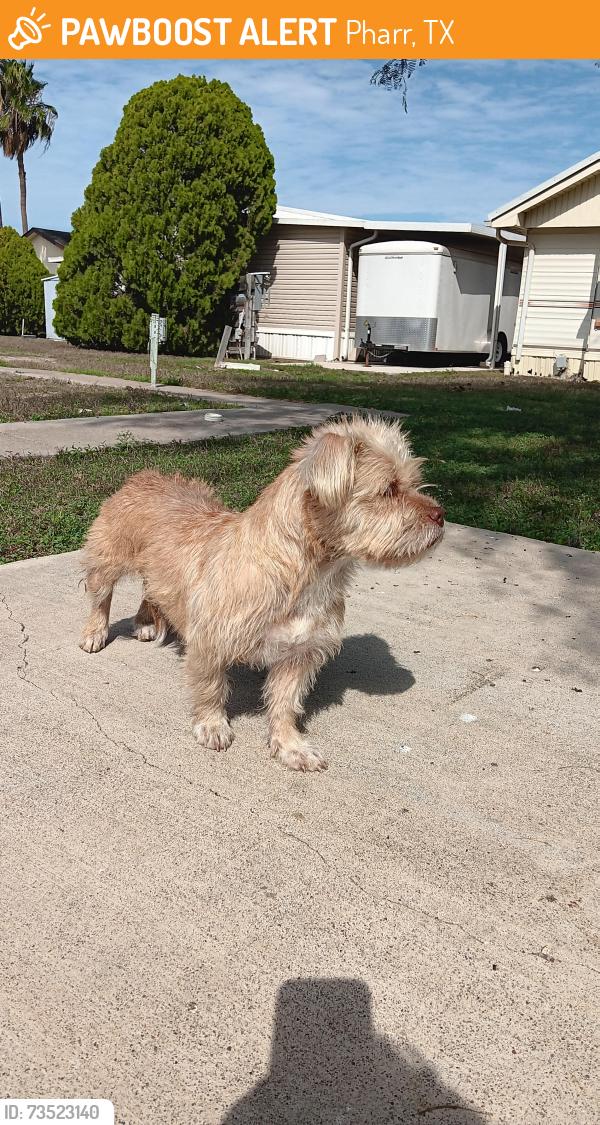Found/Stray Female Dog last seen Hall Acres and Cage., Pharr, TX 78577