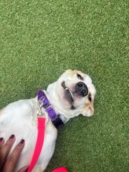 Shelter Stray Female Dog last seen Apt 2G,1234 Shakespeare Avenue, BRONX, NY, 10452, 326 E 110th St, New York, NY 10029, USA