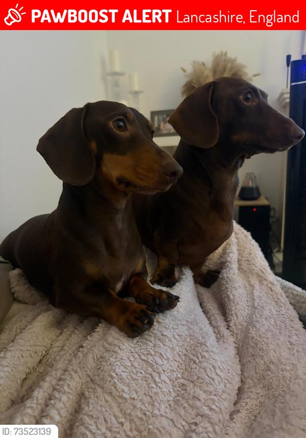 Lost Male Dog last seen Dacshund miniature, Lancashire, England 