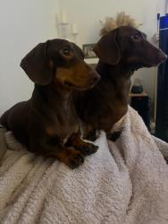 Lost Male Dog last seen Dacshund miniature, Lancashire, England 