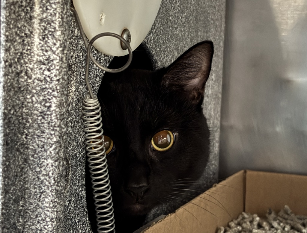Shelter Stray Male Cat last seen Near W 126th Street, NEW YORK, NY, 10027, 326 E 110th St, New York, NY 10029, USA
