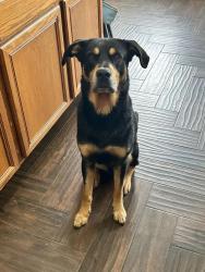Reunited Male Dog last seen Gingerstone Ct, Fort Bend County, TX 77469
