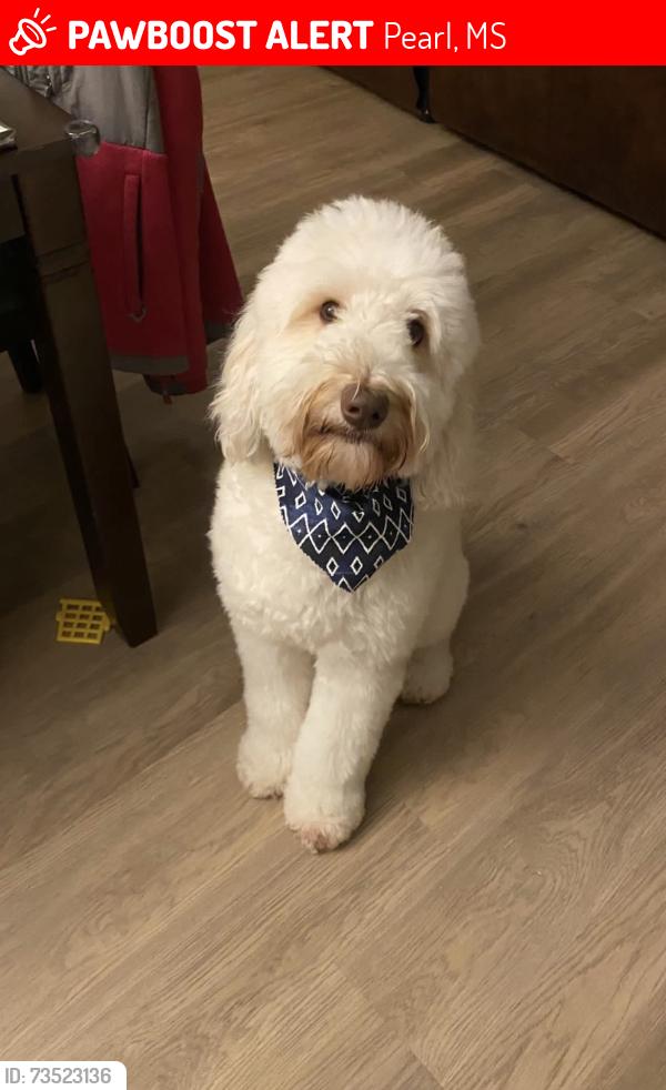 Lost Male Dog last seen Silver hill, Pearl, MS 39208