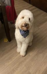 Lost Male Dog last seen Silver hill, Pearl, MS 39208