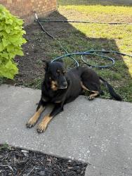 Found/Stray Male Dog last seen Near Yale / Shedidan on 18th Irvington, Tulsa, OK 74112