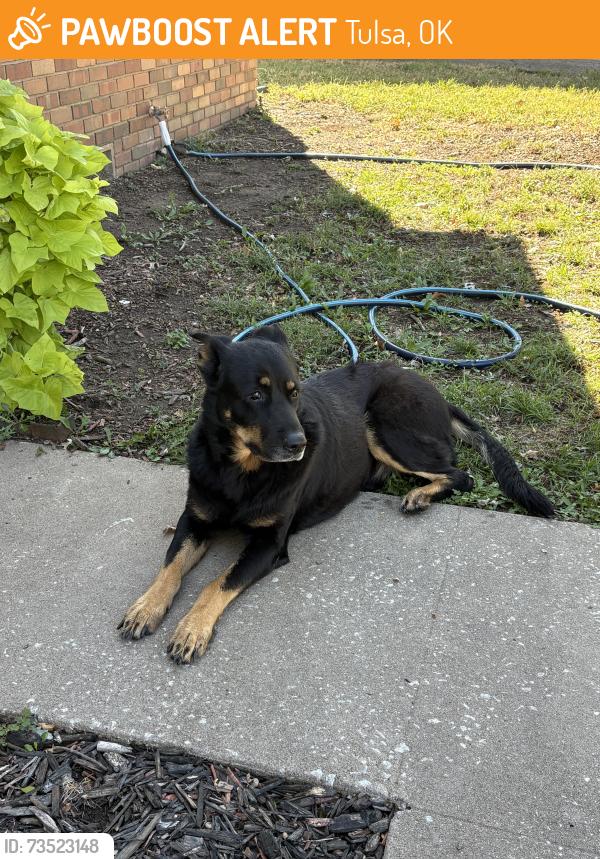 Found/Stray Male Dog last seen Near Yale / Shedidan on 18th Irvington, Tulsa, OK 74112