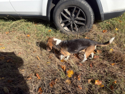 Reunited Male Dog last seen Bridge on Highway 64 and I85, Davidson County, NC 27292