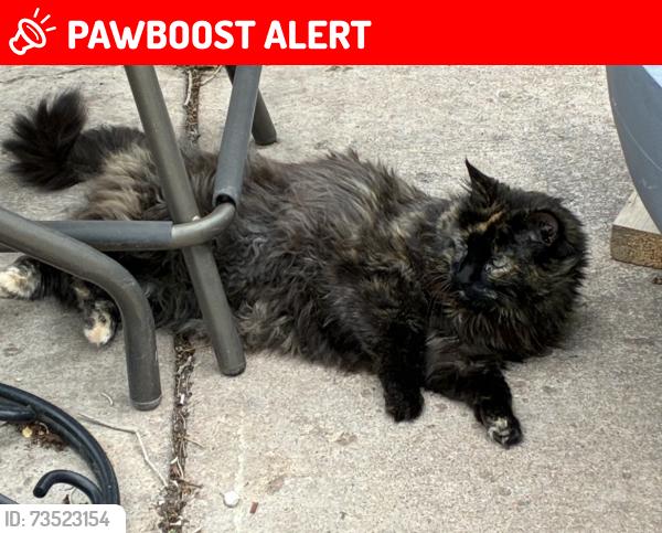 Lost Female Cat last seen Nevada and Madison, Colorado Springs, CO 80907