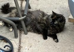Lost Female Cat last seen Nevada and Madison, Colorado Springs, CO 80907