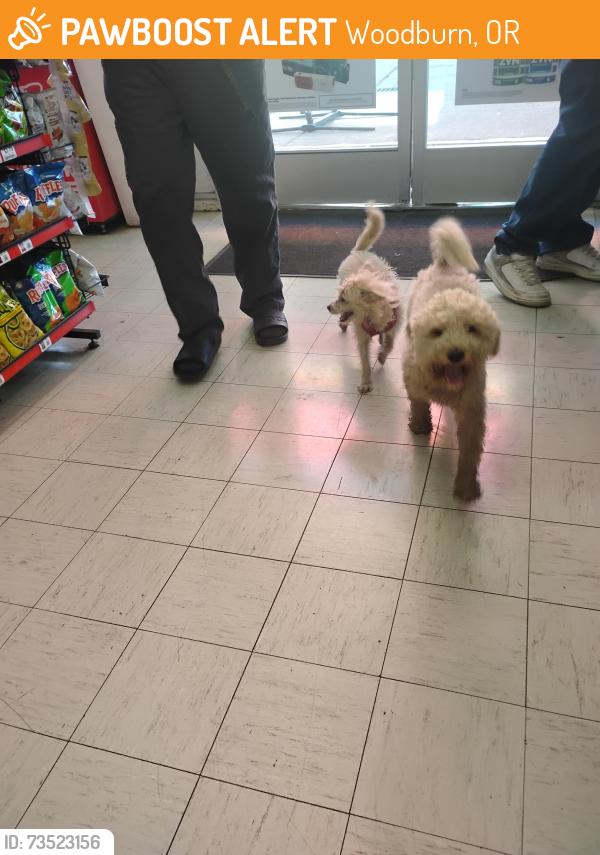 Found/Stray Unknown Dog last seen 99E Circle K, Woodburn, OR 97071