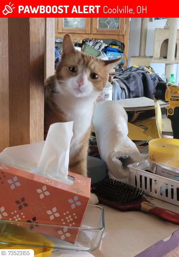 Lost Female Cat last seen Torch area, Coolville, OH 45723
