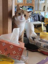 Lost Female Cat last seen Torch area, Coolville, OH 45723