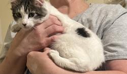 Found/Stray Female Cat last seen Cavallo, Antioch, CA 94509