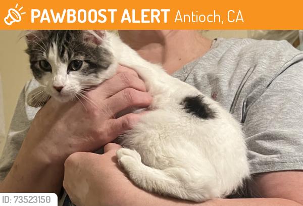 Found/Stray Female Cat last seen Cavallo, Antioch, CA 94509