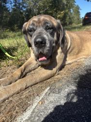 Found/Stray Female Dog last seen Church, Val Del Rd, GA 31632