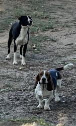 Reunited Unknown Dog last seen Four Seasons Blvd and World Cup, Hemet, CA 92545