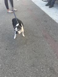 Found/Stray Unknown Dog last seen Senter and Carpentier Dr, San Jose, CA 95111